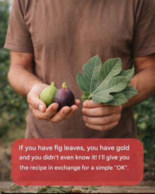 Fig Leaves: The Hidden Green Gold You’ve Been Throwing Away Without Knowing It!