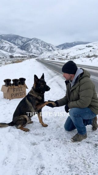 A Stray Mother Dog Begs for Help for Her Puppies — What the Navy SEALs Did Next Shocked Everyone