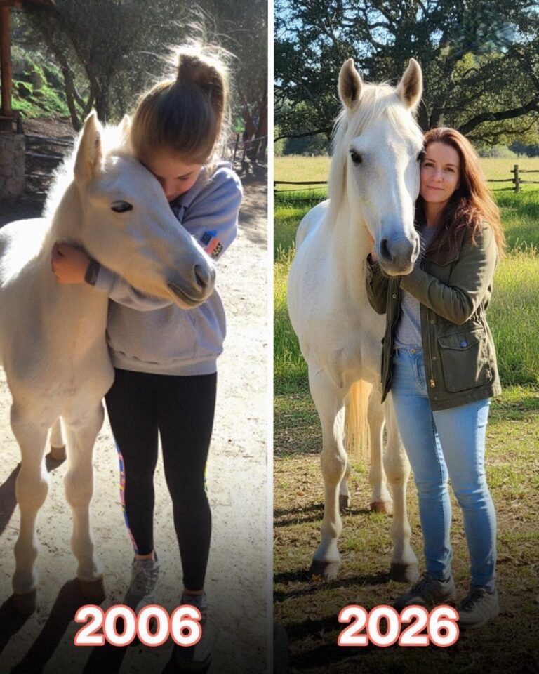 My Husband Sold My Horse While I Was Away – When I Overheard the Real Reason, I Went to War with Him!