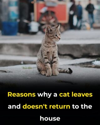 Why Cats Leave Home and Don’t Return