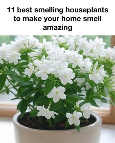 Houseplants That Will Make Your Home Smell Incredible