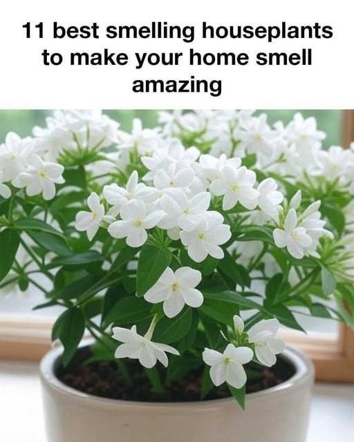 Houseplants That Will Make Your Home Smell Incredible