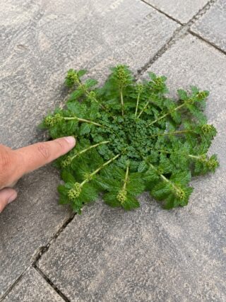 Just a single leaf of this plant could be worth a fortune!