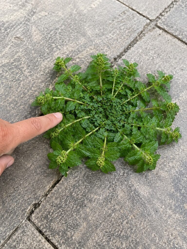 Just a single leaf of this plant could be worth a fortune!