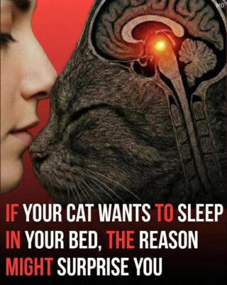 Why Your Cat Prefers Sleeping Close to You