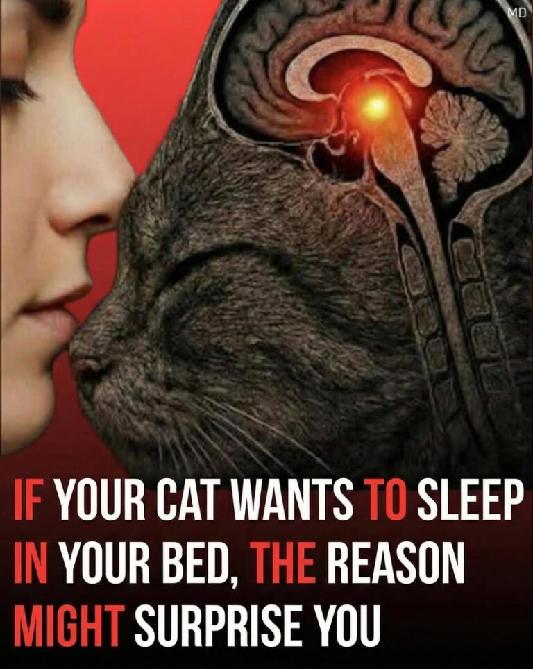 Why Your Cat Prefers Sleeping Close to You