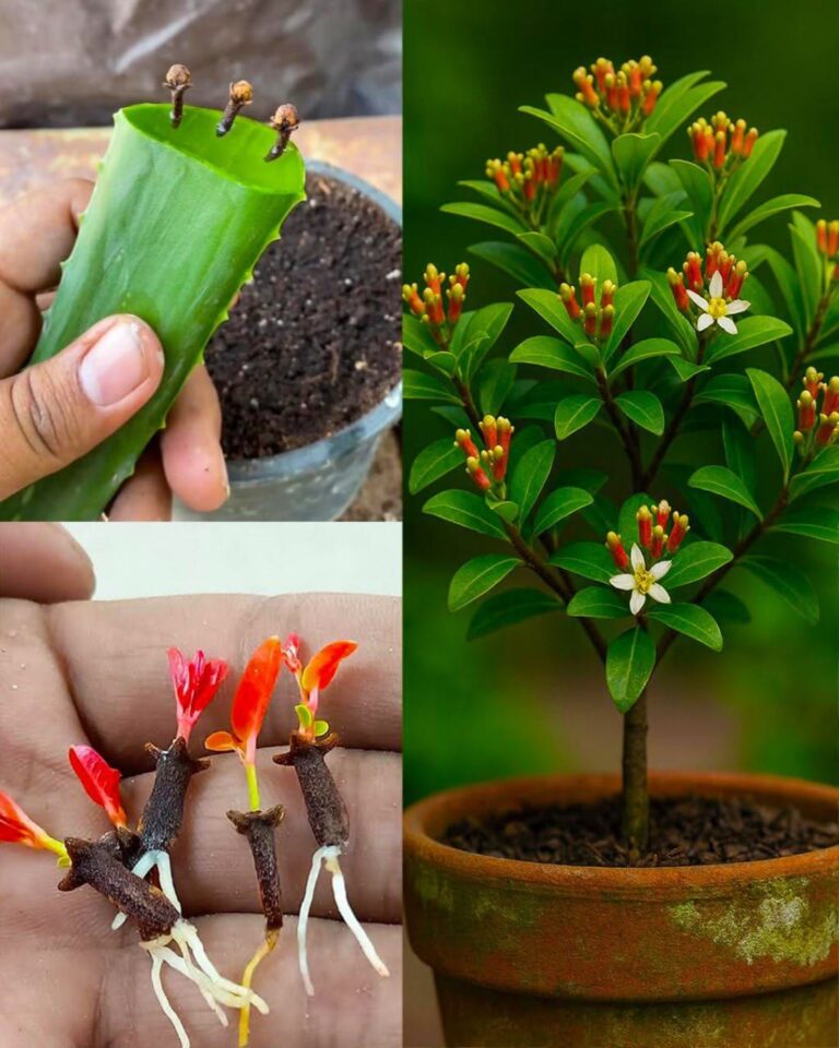 Secret Tips for Growing Healthy and Productive Clove Plants