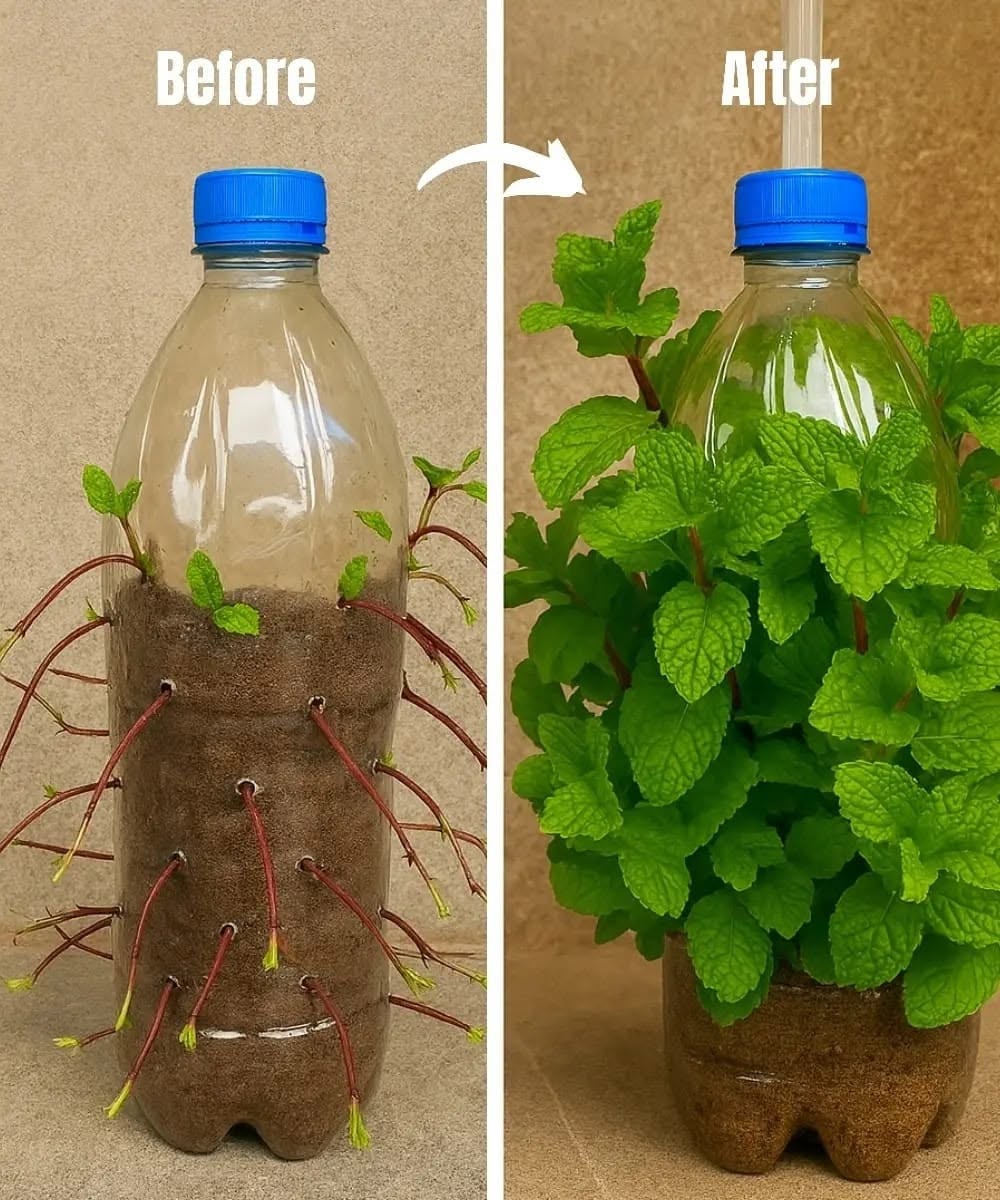 🌿♻️ Grow Mint from Cuttings in Hanging Plastic Bottles