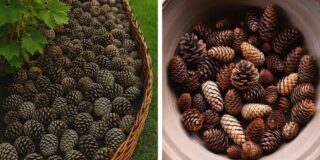 15 Surprising Uses for Pine Cones Every Gardener Should Know