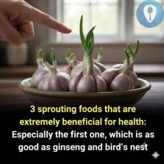 Looking for Nutritious Foods? These 3 Sprouted Options May Be Worth Trying